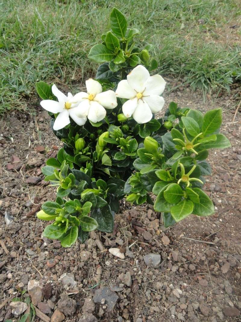 Gardenia jasminoides 'Kleim's hardy' Dsc01110