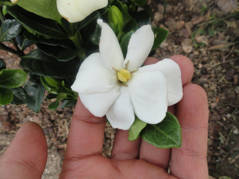 Gardenia jasminoides 'Kleim's hardy' Dsc01112
