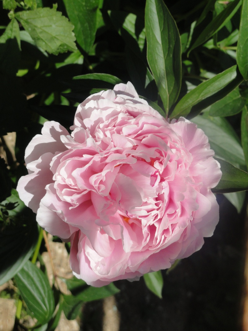 Paeonia, ou pivoines! - Page 13 Dsc01120