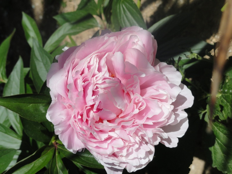 Paeonia, ou pivoines! - Page 13 Dsc01122