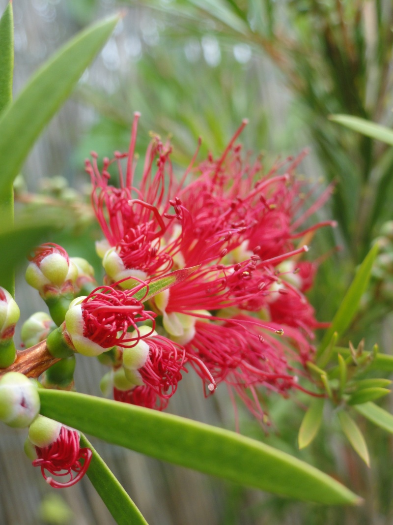 callistemon - Page 4 Dsc01612