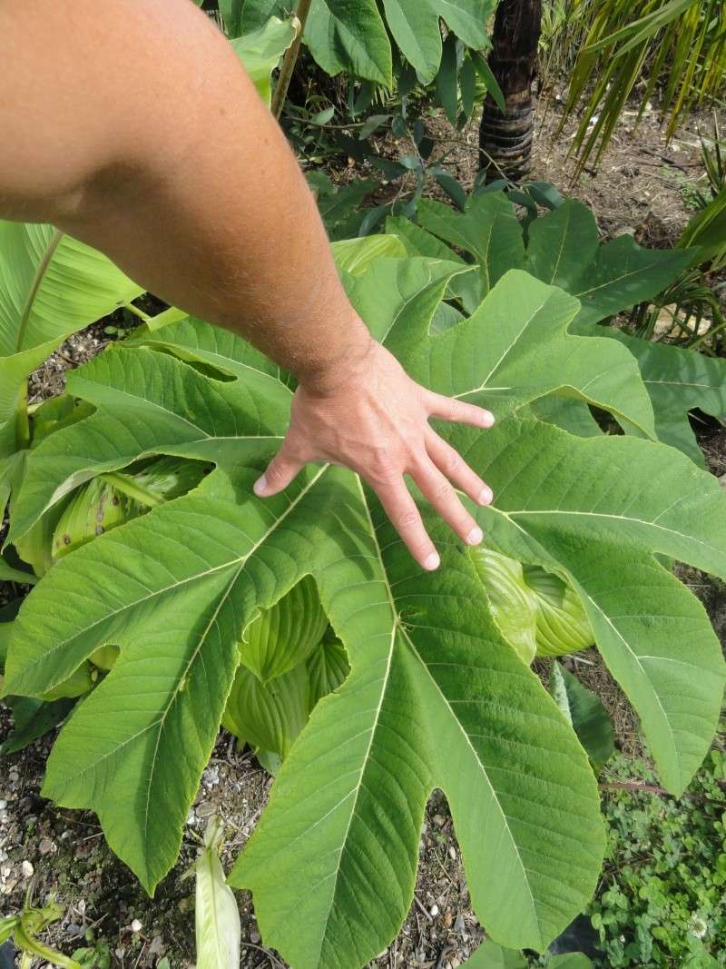 Un monstre qui pousse, qui pousse...Tetrapanax Dsc01711