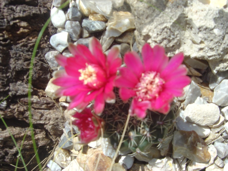 Cactus en fleurs - Page 4 Dsc09210