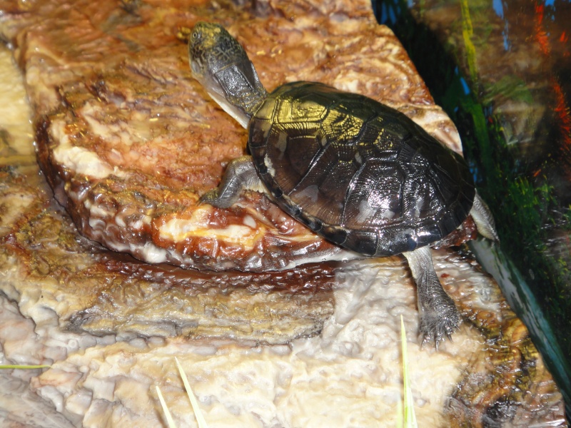 mes deux tortues pelomedusa Dsc00019