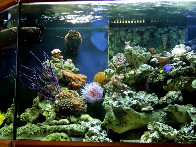 nouvel aquarium eau de mer - Page 4 Dscf0715
