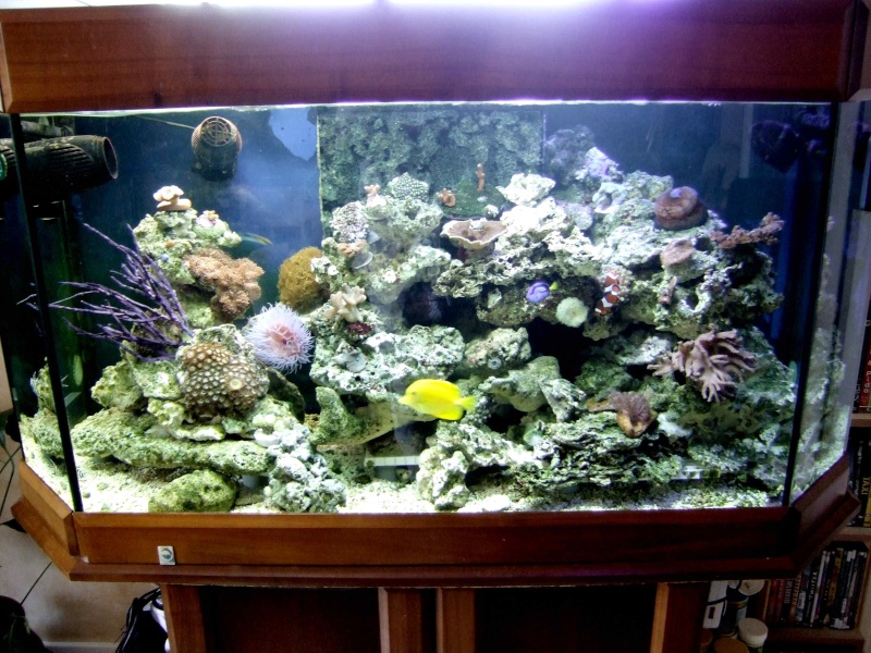 nouvel aquarium eau de mer - Page 4 Dscf0716
