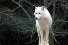 un kit de loups  Images18