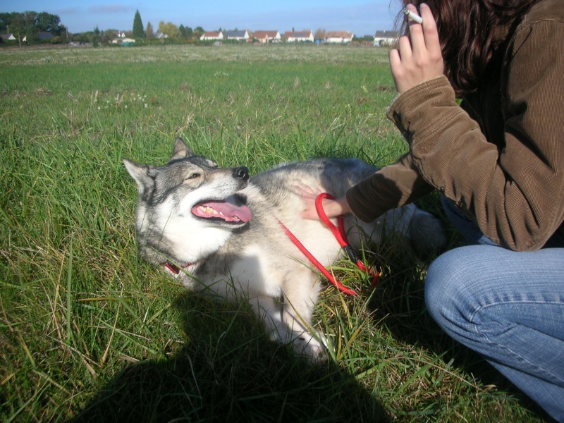 URGENT !! A l'aide pour Goliath REF (37) ADOPTE - Page 5 Dscn9510