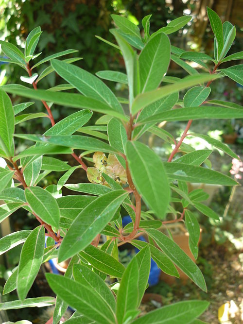 Euphorbia grifittii Fire and Glow  Euphor18