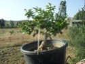 memet/ Oya Ağacı- Lagerstroemia Indica bonsai Oyakap10