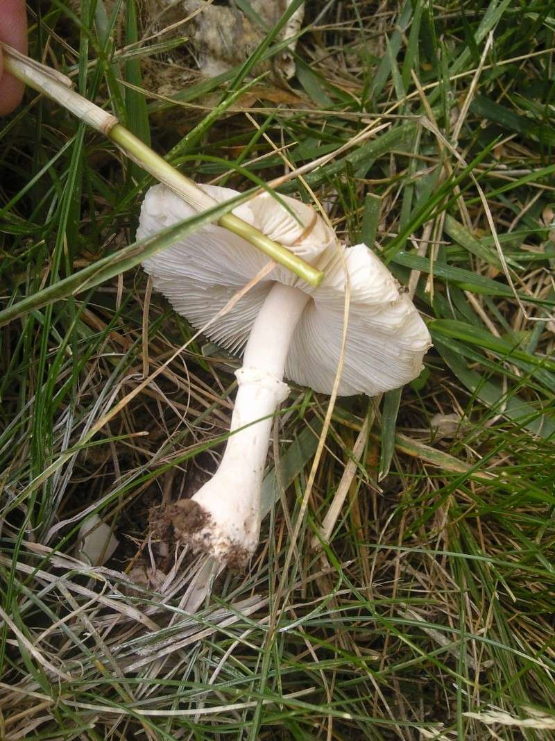 Le nom de ce champignon? Photo011