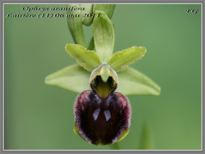 Vomeracea vert....! Ou hypochrome..?! Ophrys66