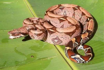 Boa constrictor imperator 26649310