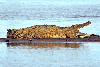 crocodile du Nil Coccod10