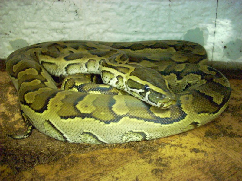 python du sebae