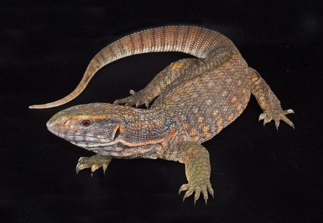 varanus exanthematicus (varan des savanes) Savann10