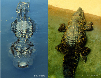 Alligator mississippiensis  Shape110