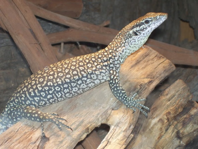 varanus timorensis (varan du timor )  Timore10