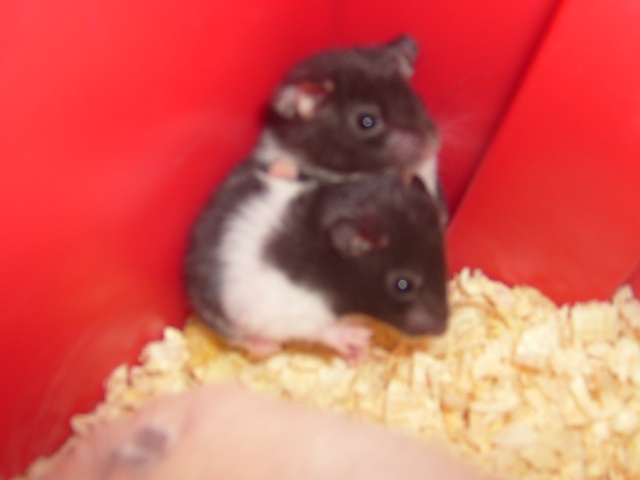 2 Nouveau Bébé Hamsters S7001022