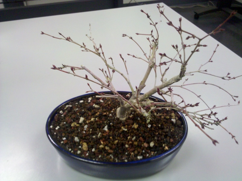 Questions about my bonsai Img_2011