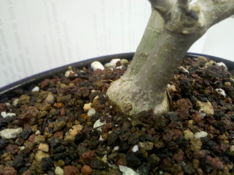 Questions about my bonsai Img_2012