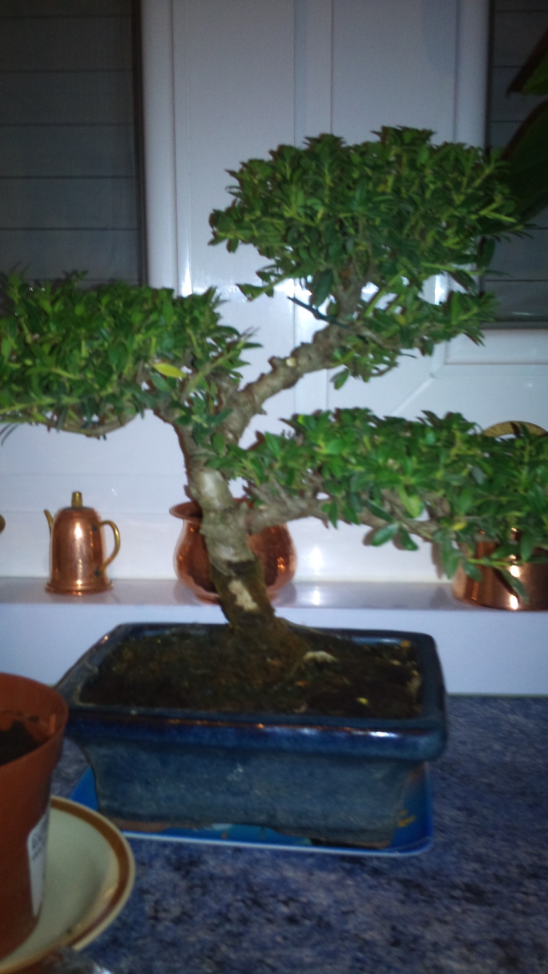 Mon 1ér bonsaï Dsc00310