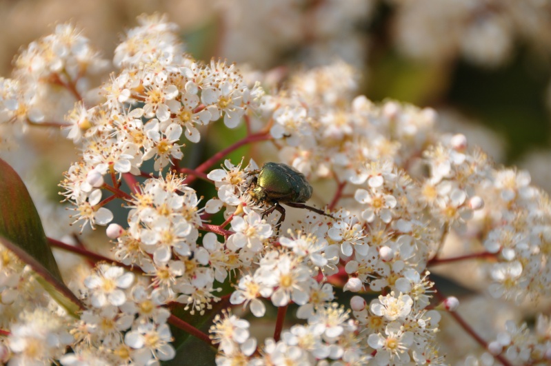 Photo cetonia aurata. Dsc_0313