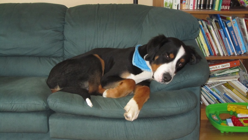 votre chien est-il autorisé a monter sur le canapé??? Photo_11
