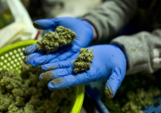 Offre d’emploi: 2.700 euros par mois pour tester du cannabis Images13