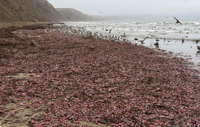 Des milliers de “poissons pénis” s'échouent sur une plage de Californie Images20