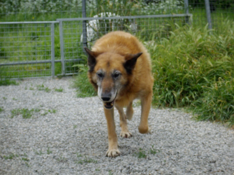 DOGg Malinois 14 ans (6 ans de refuge)  -  SPA DE CLION SUR MER (44) Dog911