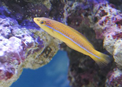 Neon wrasse/ Yellow Head Wrasse Wrasse11