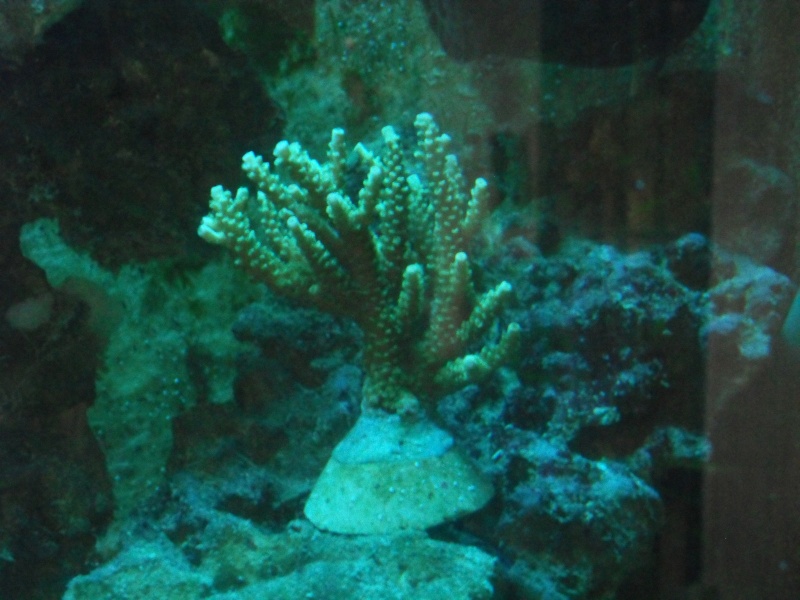 aquarium - nouveaux coraux dans mon aquarium. Sdc10810