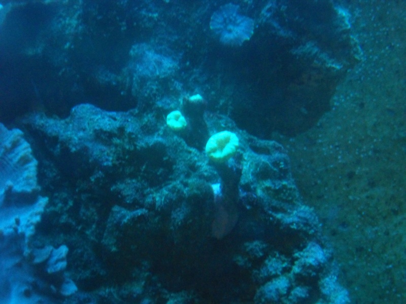 aquarium - nouveaux coraux dans mon aquarium. Sdc10812