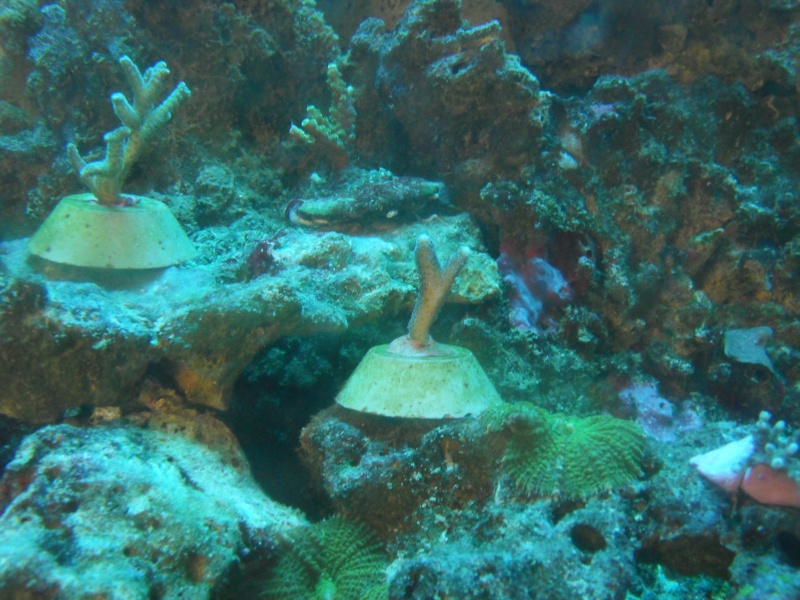 aquarium - nouveaux coraux dans mon aquarium. Sdc10822