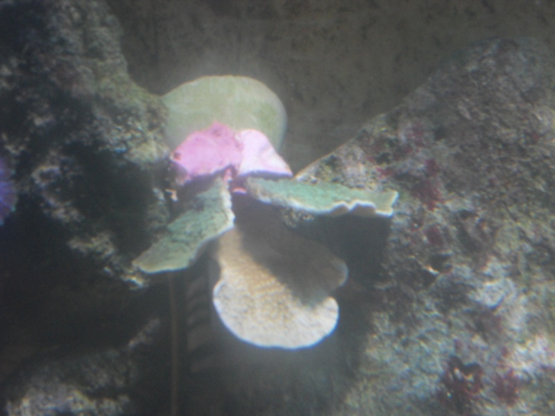 nouveaux coraux dans mon aquarium. Sdc10823