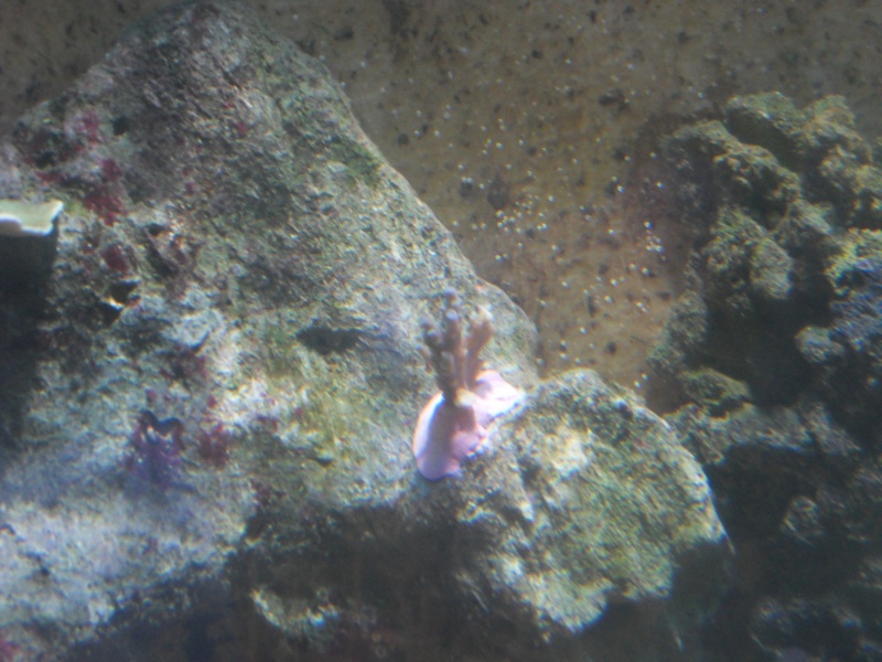 nouveaux coraux dans mon aquarium. Sdc10824