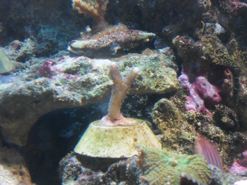 aquarium - nouveaux coraux dans mon aquarium. Sdc10827