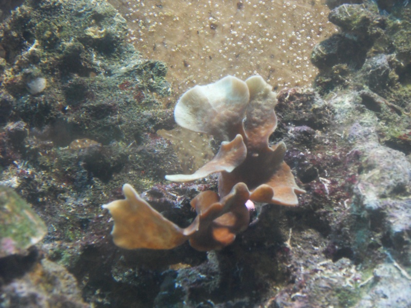 nouveaux coraux dans mon aquarium. Sdc10828