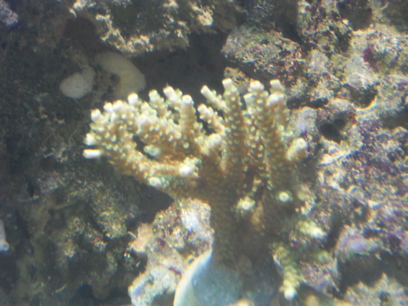 aquarium - nouveaux coraux dans mon aquarium. Sdc10832