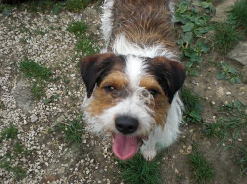 Gloups  x fox terrier 1 an Velaine en Haye -gloup11