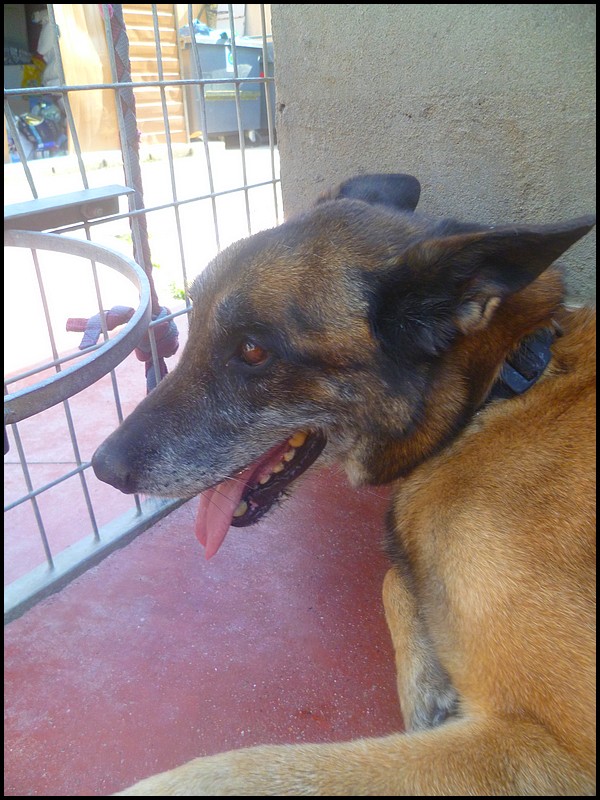 ASIA - type berger malinoise 11 ans - Spa de Velaine (54) - Adoptée !!! Asia13