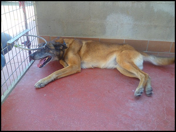 ASIA - type berger malinoise 11 ans - Spa de Velaine (54) - Adoptée !!! Asia_14