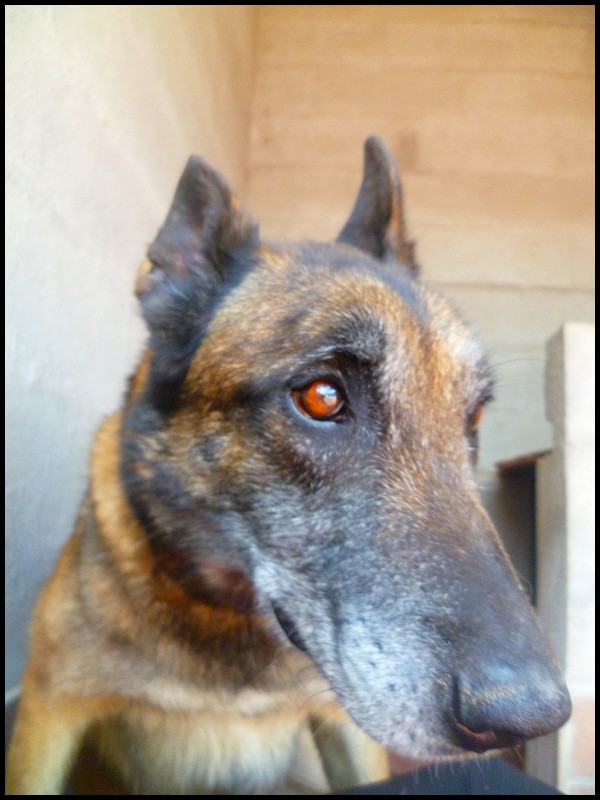 ASIA - type berger malinoise 11 ans - Spa de Velaine (54) - Adoptée !!! Asia_17