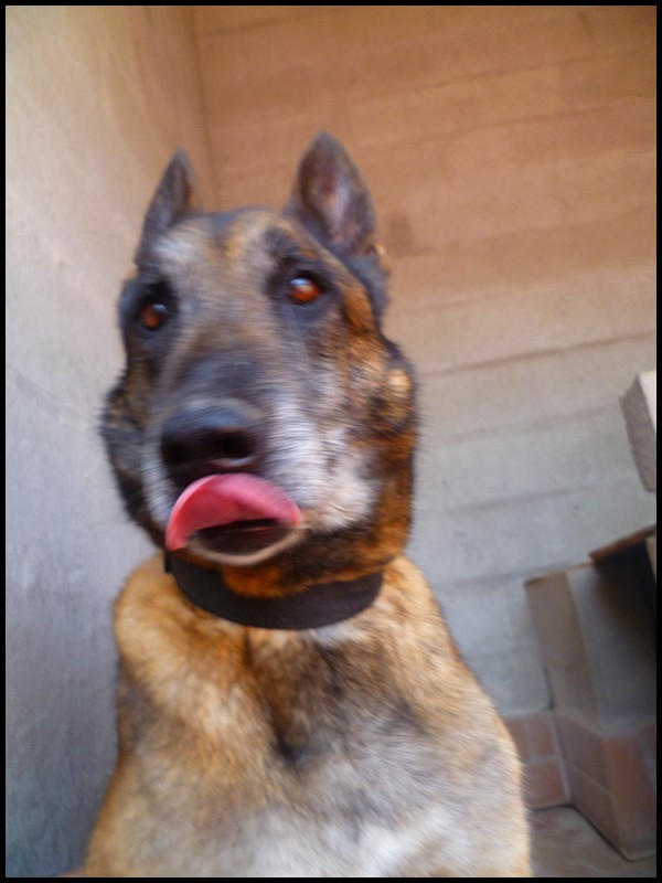 ASIA - type berger malinoise 11 ans - Spa de Velaine (54) - Adoptée !!! Asia_19