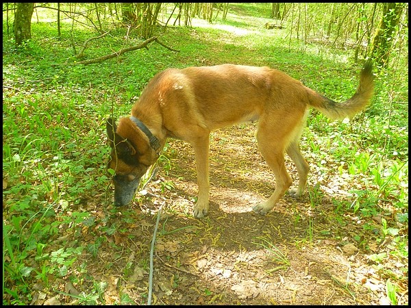 [rsolu]Asia malinois femelle 7/07/2000 SPA Velaine en Haye (54) Asia_410