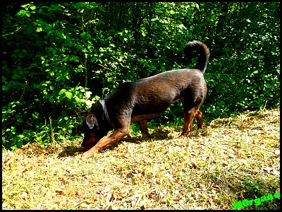 Daya ne 09 / 2009 rottweiler Spa Velaine en Haye ( 54 )  Daya12
