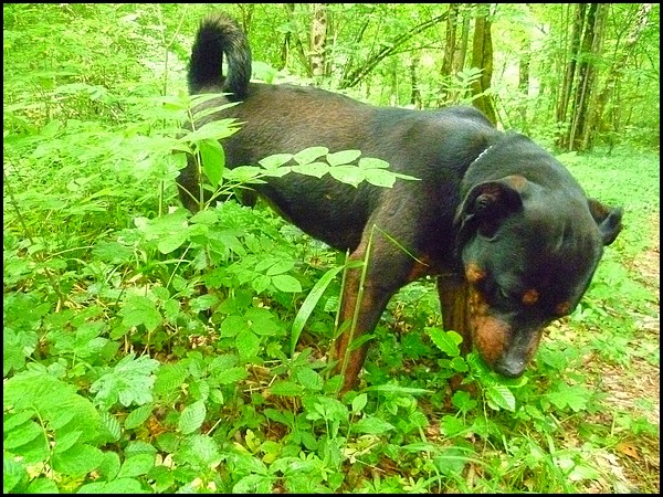 Daya ne 09 / 2009 rottweiler Spa Velaine en Haye ( 54 )  Daya_27