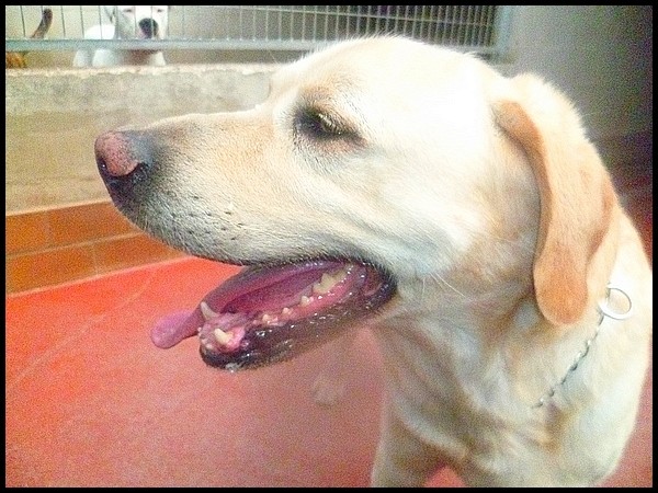 Goofer mle  x Labrador 10 ans & demi  SPA Velaine en Haye ( 54 ) Adopt !  P1020137