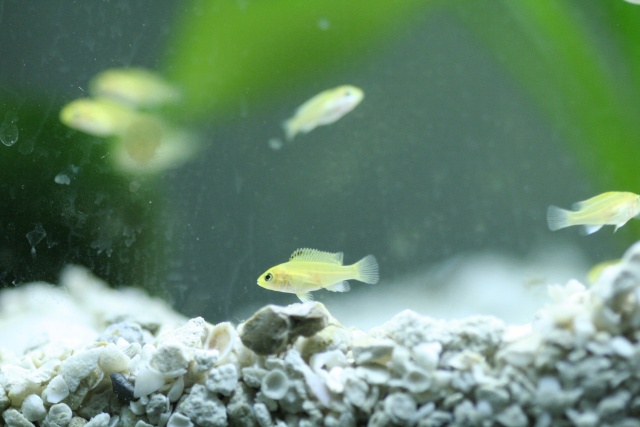 Baby cichlids and future planning... 1_mg_310